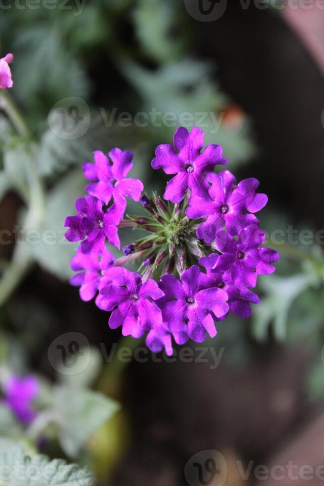 Verbena, Herb of the cross or Vervain Flowers photo
