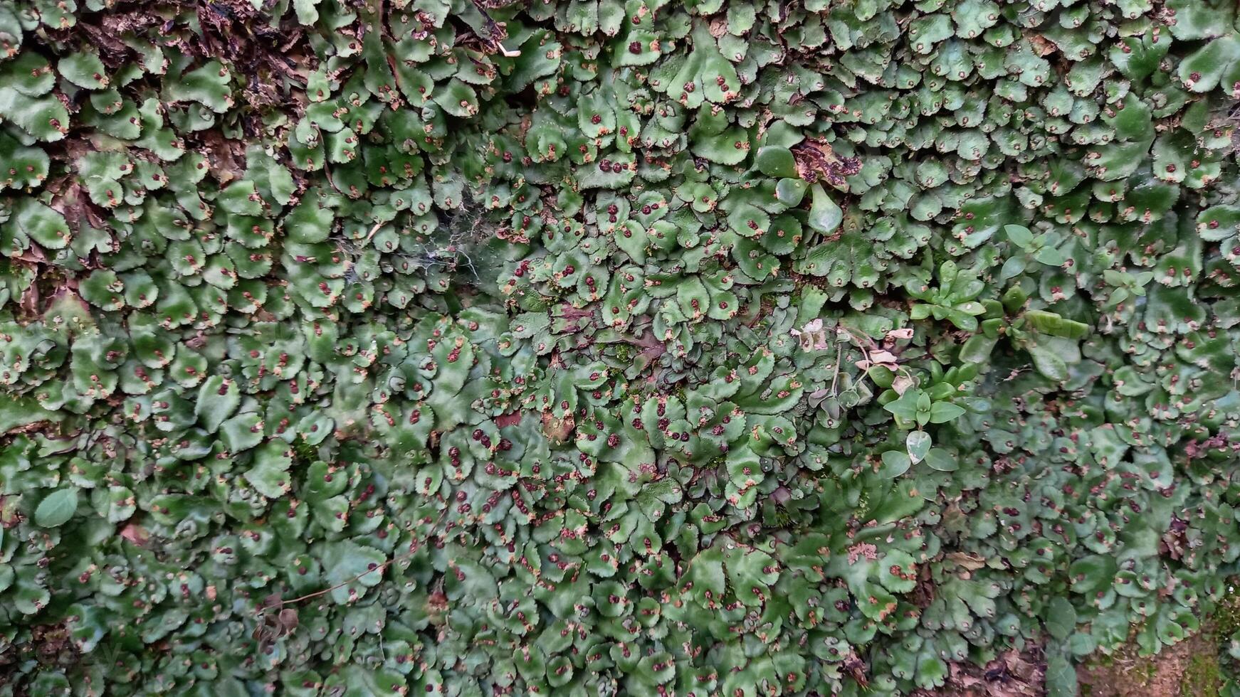 Pellia epiphylla or Overleaf Pellia Beautiful green scenary photo