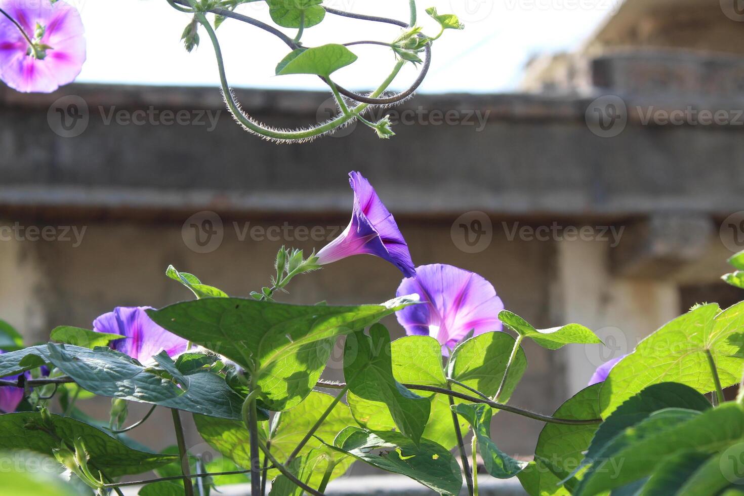 Ipomoea purpurea or Morning Glory purple flowers photo