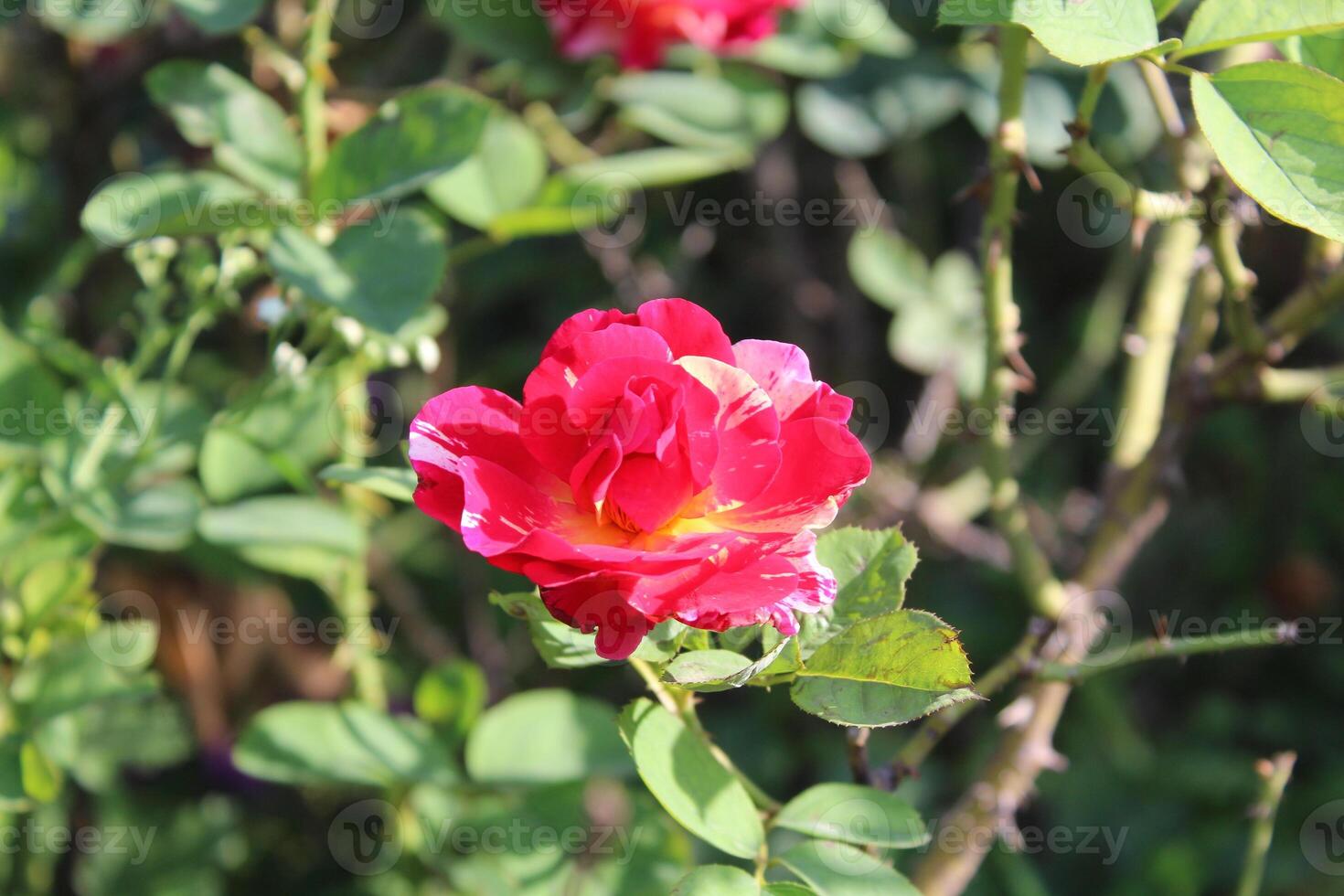 The beautiful Rose flower blooming, with blurry background. photo