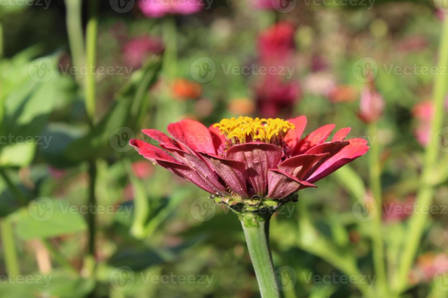 Zinnia or Youth and age beautiful flowers photo