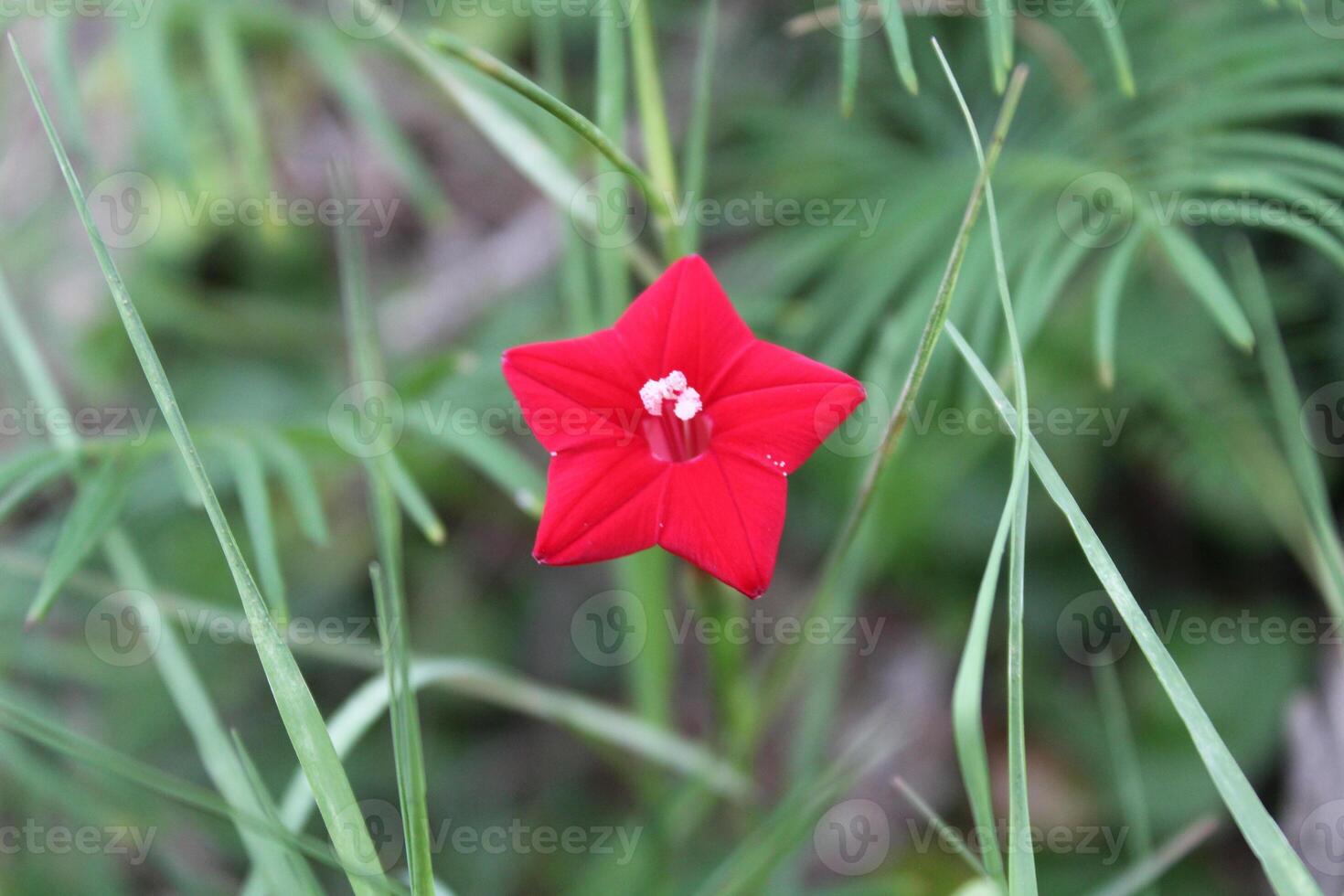 Cypress vine OR Ipomoea quamoclit photo