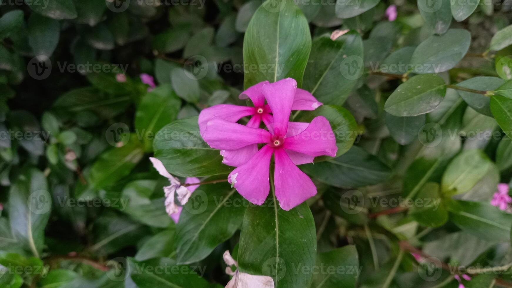 the beautiful Periwinkle purple flowers photo