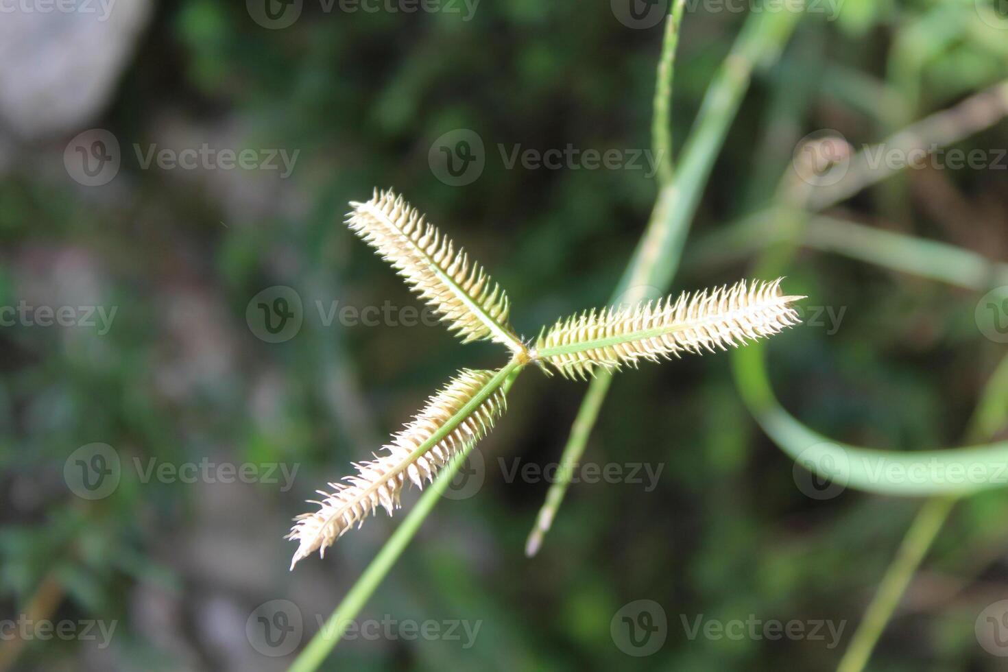 Egyptian Crowfoot weed or Dactyloctenium aegyptium spikelets photo