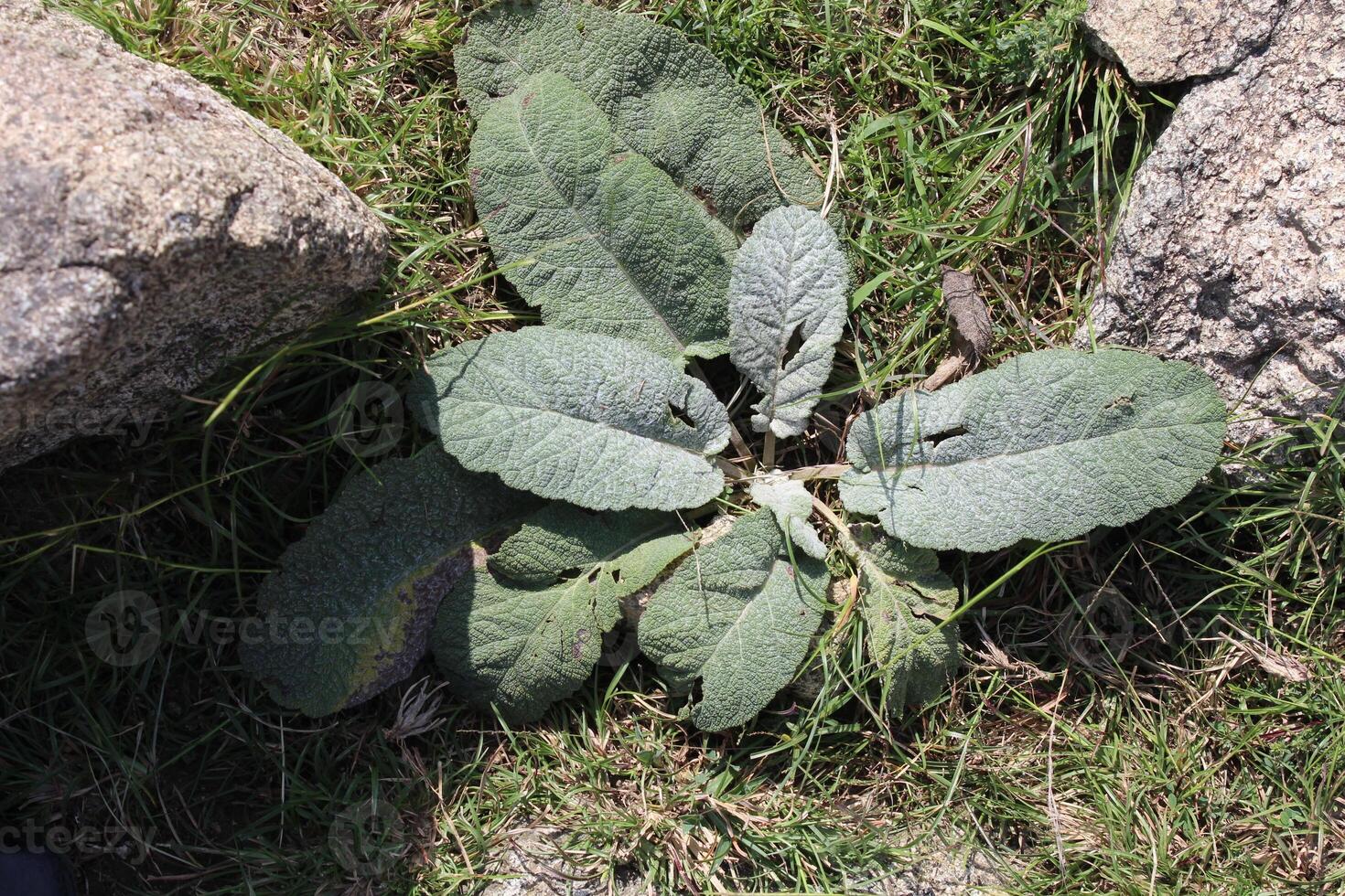 Common Mullein or Verbascum thapsus Wild mountainy plants photo
