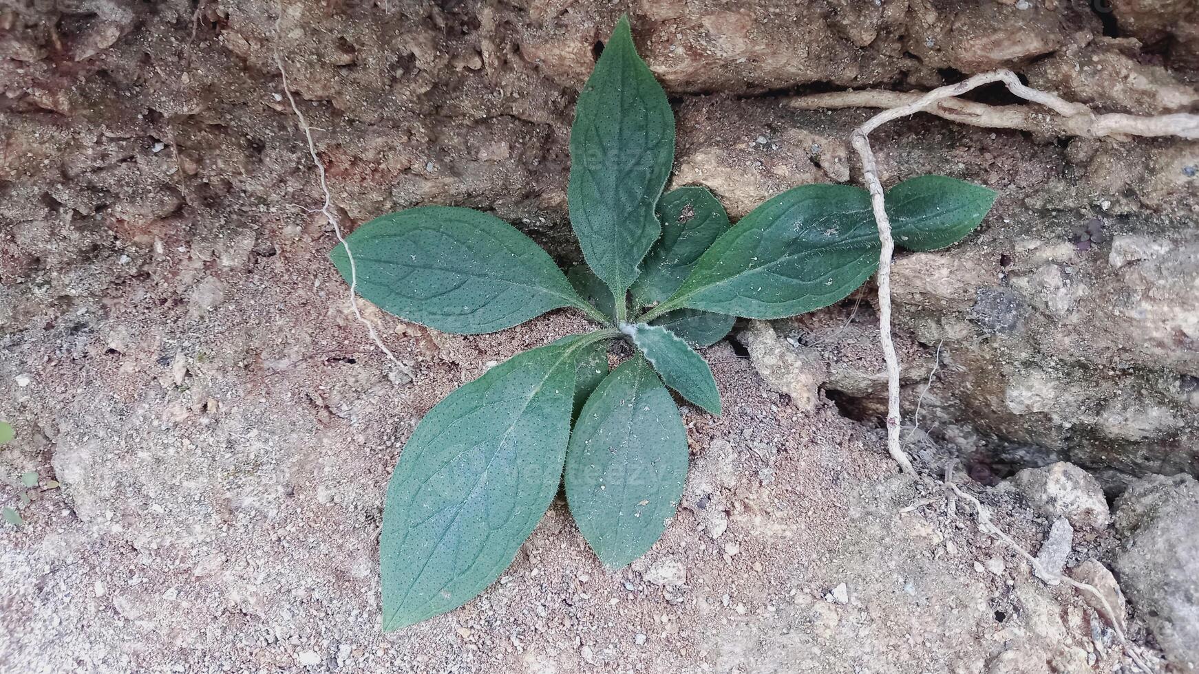 Ajuga ciliata or Ajuga Integrifolia photo