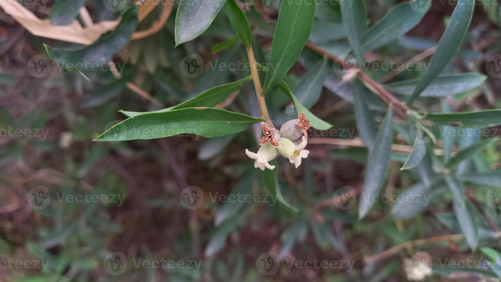 Daphne mucronata wild shrub or plant photo