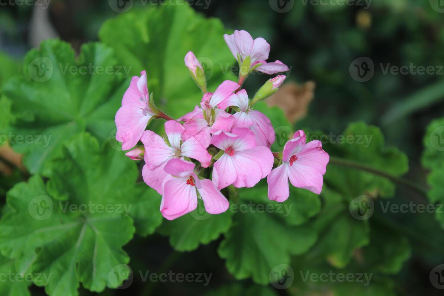 Geranium or pelargonium beautiful flowers in a summer garden photo