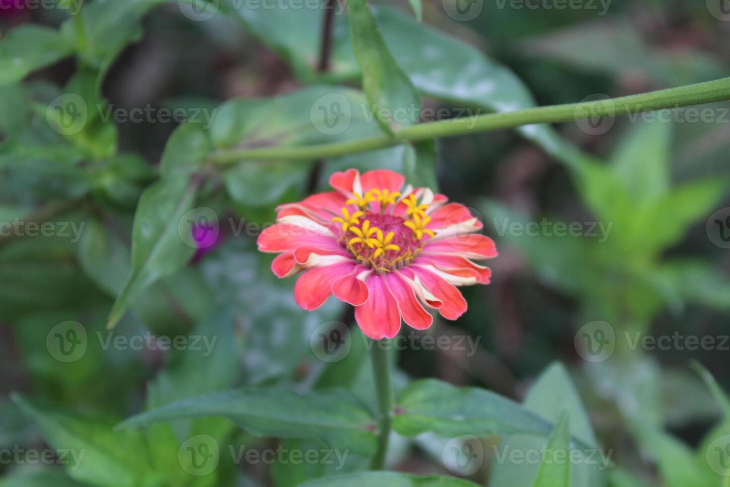 Zinnia haageana Regel or Zinnia elegans flowers photo