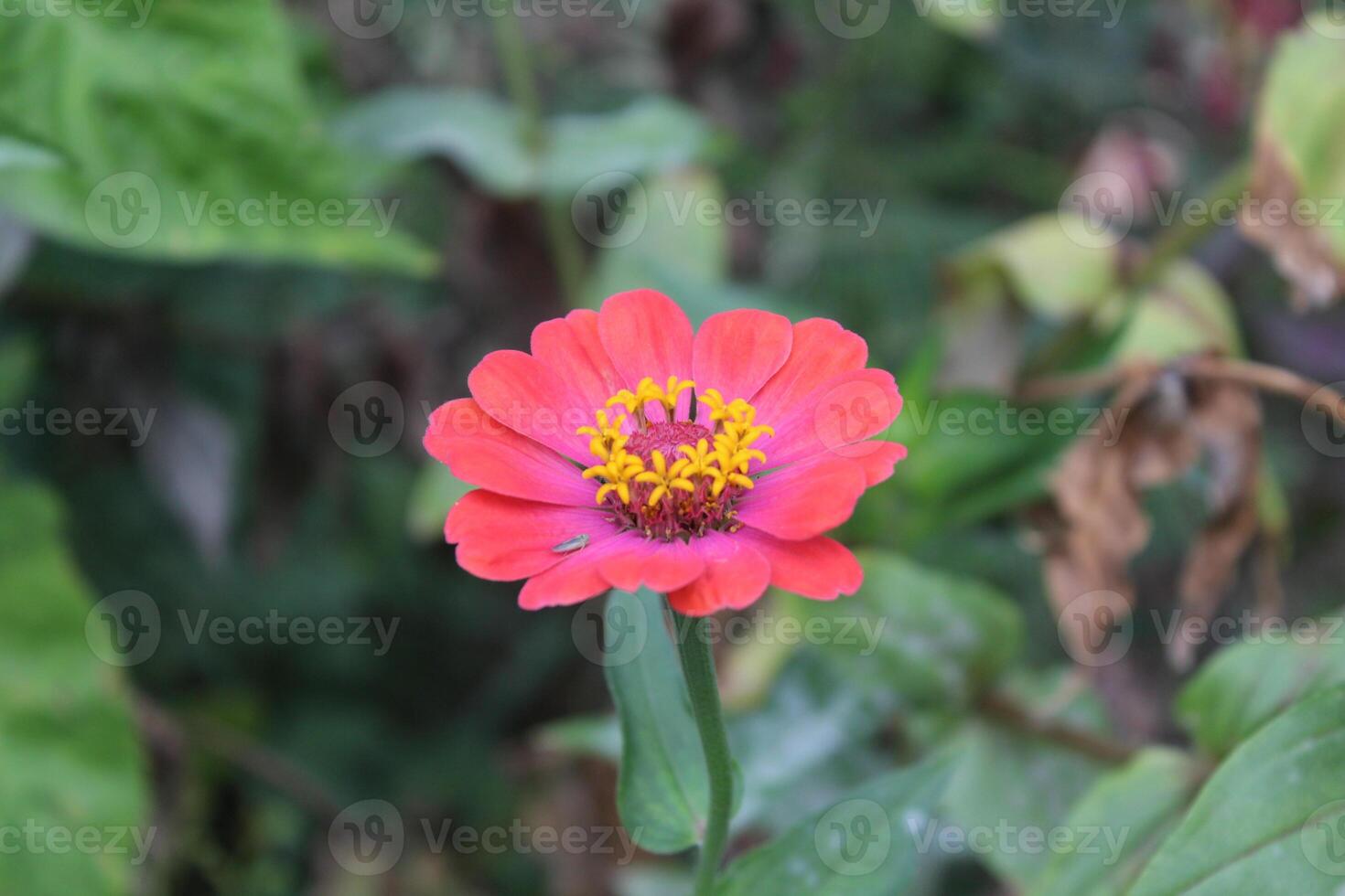 Zinnia haageana Regel or Zinnia elegans flowers photo