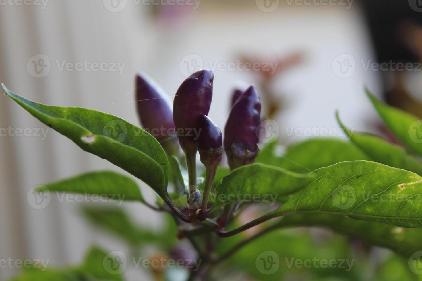 Garden Chilli or Cultivated Peppers photo