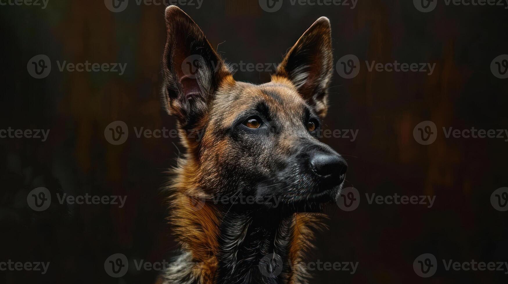 German Shepherd with a speckled coat staring at the camera. photo