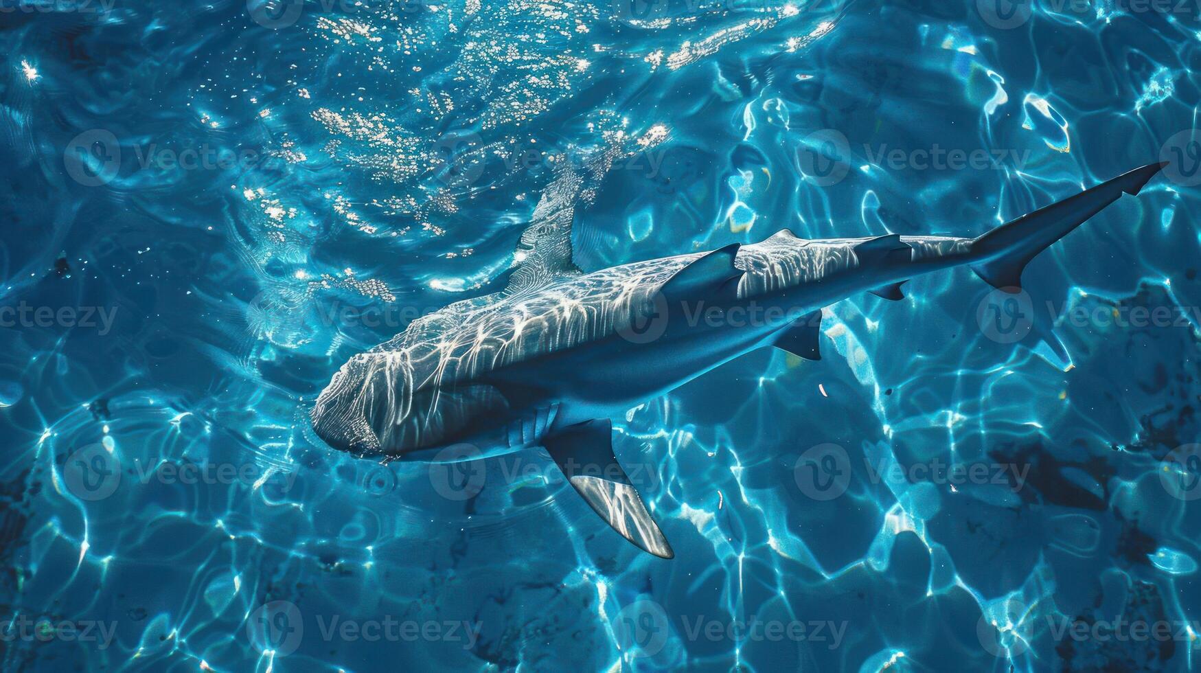A large shark, likely a great white, swims through the pool. photo