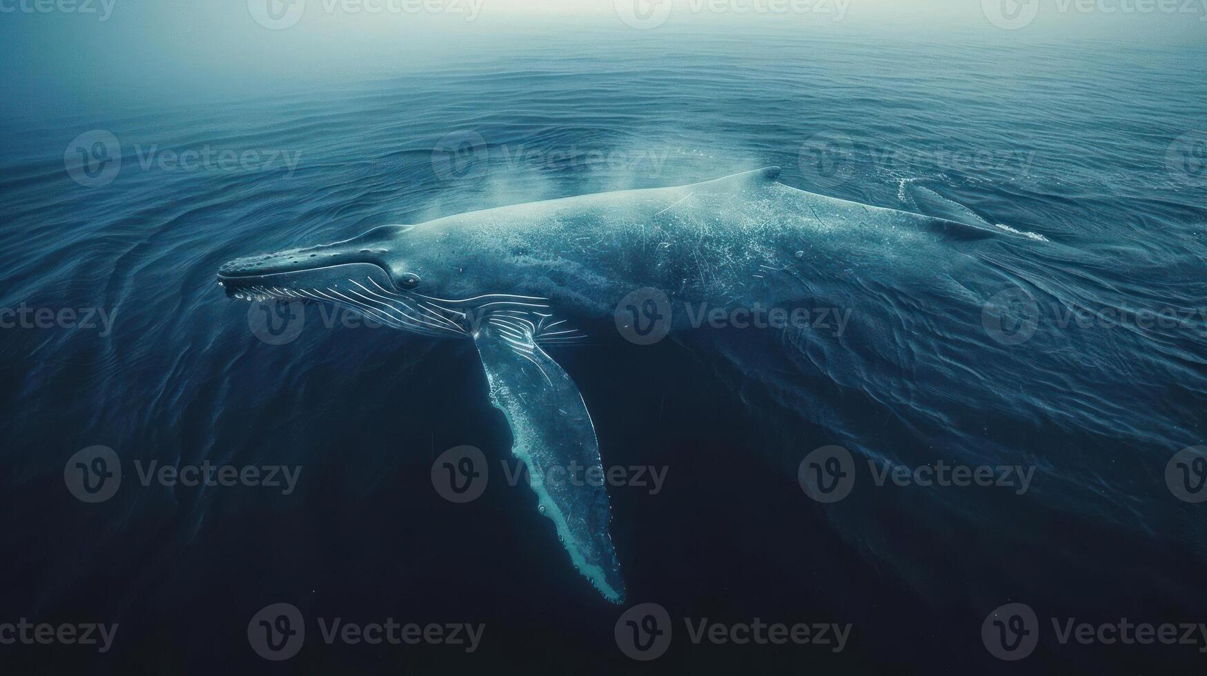 A majestic humpback whale leaping in the ocean, showcasing its white underbelly and graceful form. photo