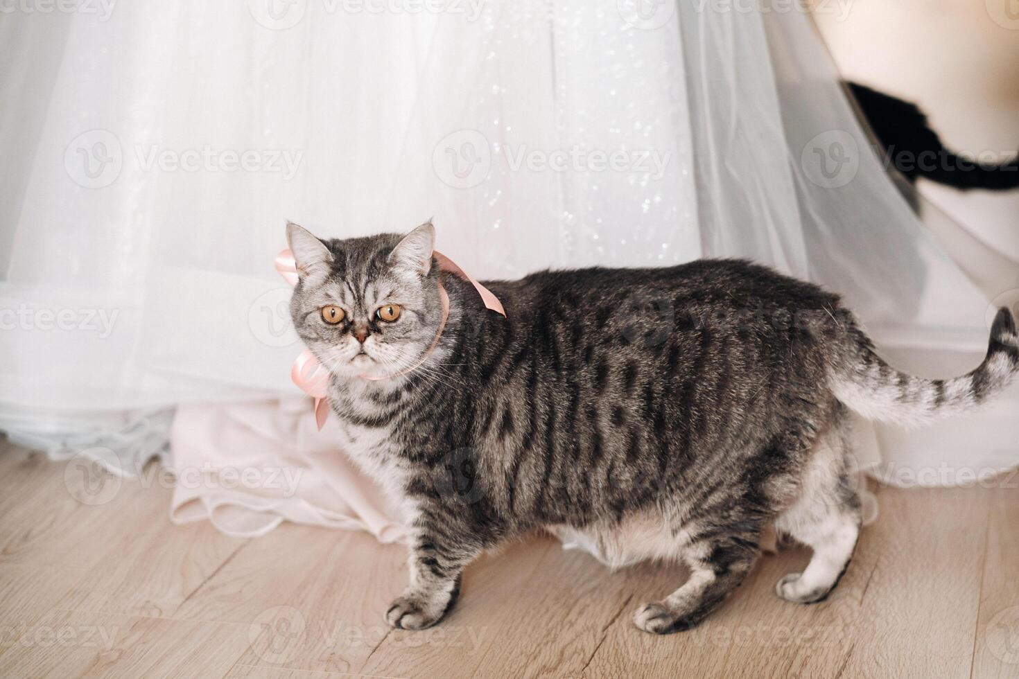 fluffy gray house cat sits on the floor near the wedding dress of the house photo