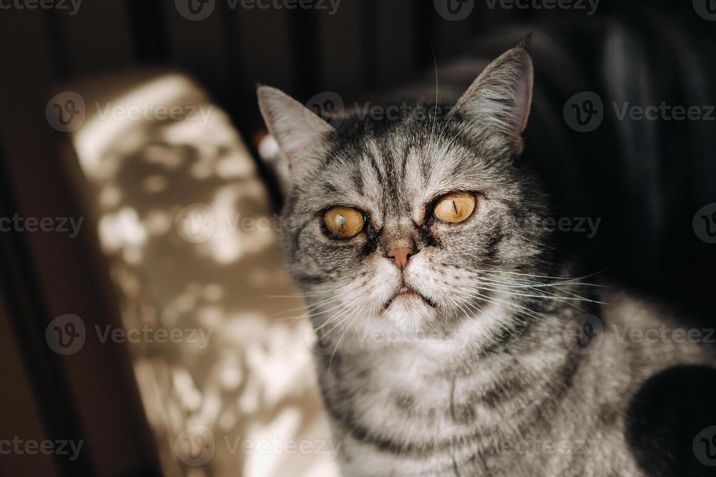 fluffy grey house cat sitting on the couch photo