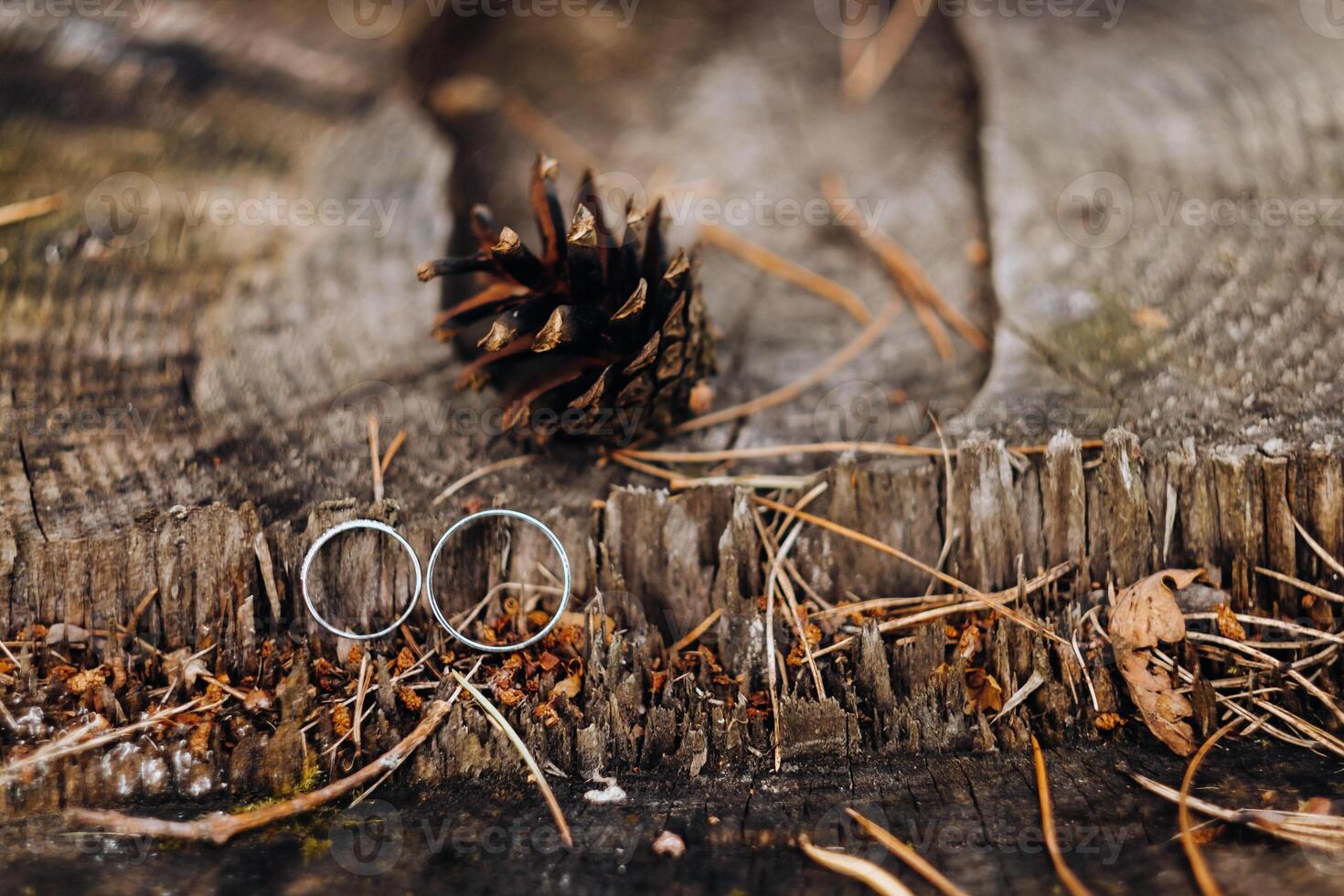 Close-up of two gold wedding rings for a stump wedding photo