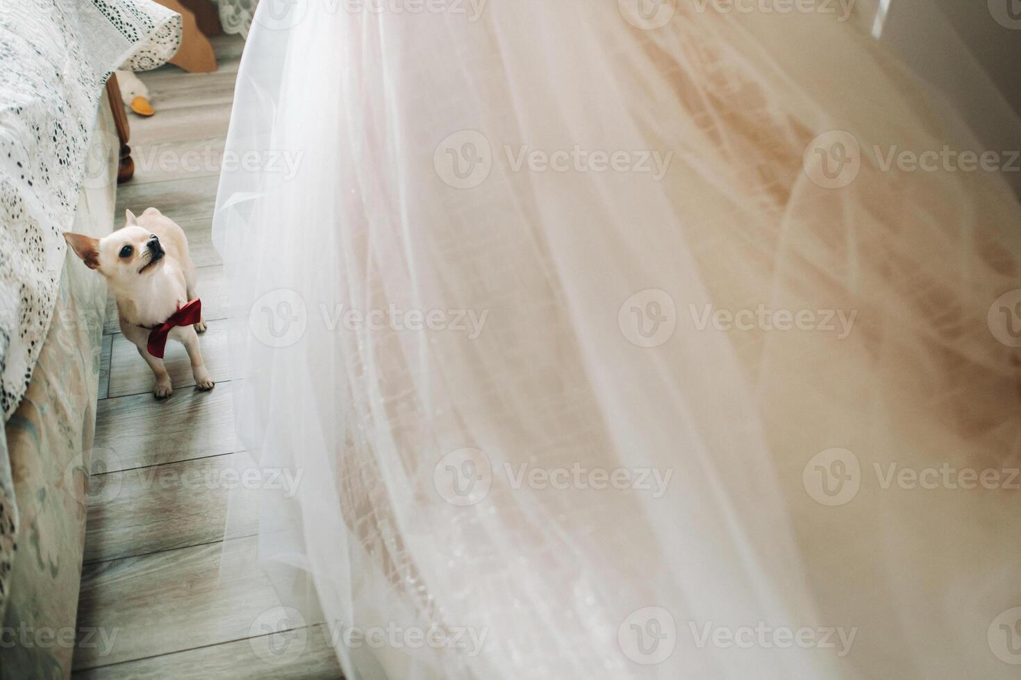 Chihuahua-beautiful little dog, brown Chihuahua on a bright background photo
