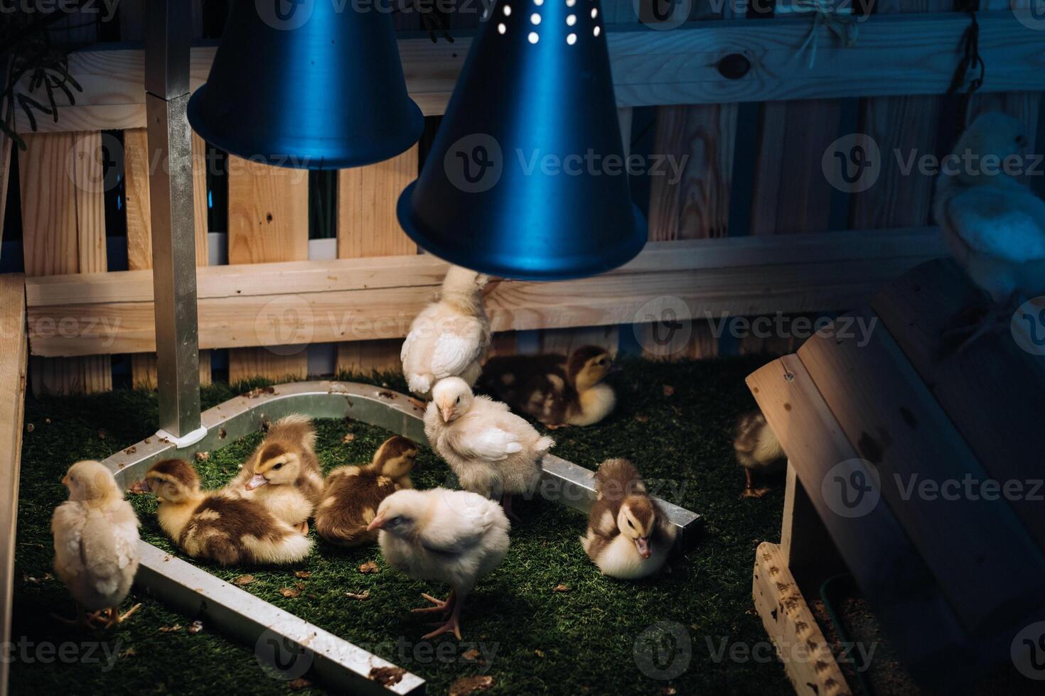 Small chickens and ducklings bask on the grass under a lamp in the yard photo