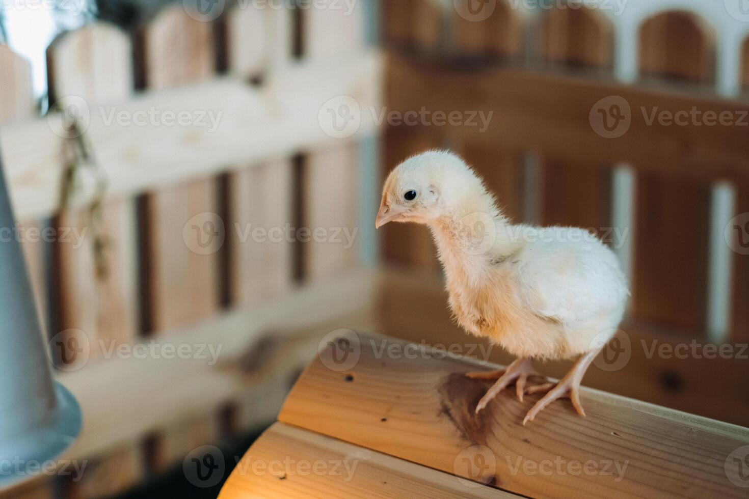 A small chicken stands on the roof of its house and basks in the sun photo
