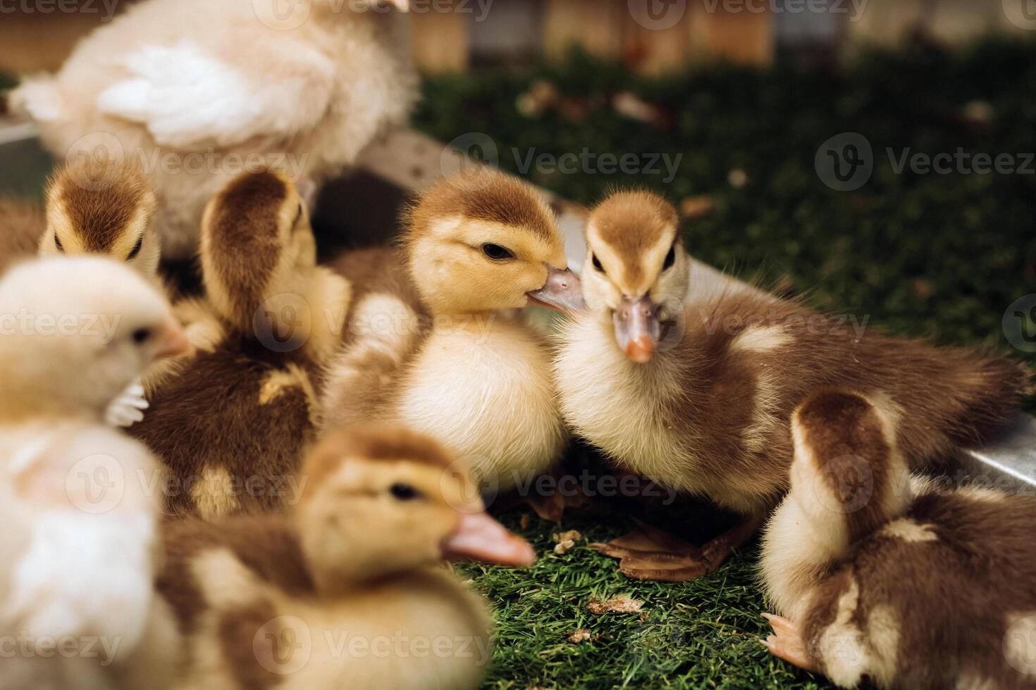 Little chickens and ducklings bask in the sun on the grass photo
