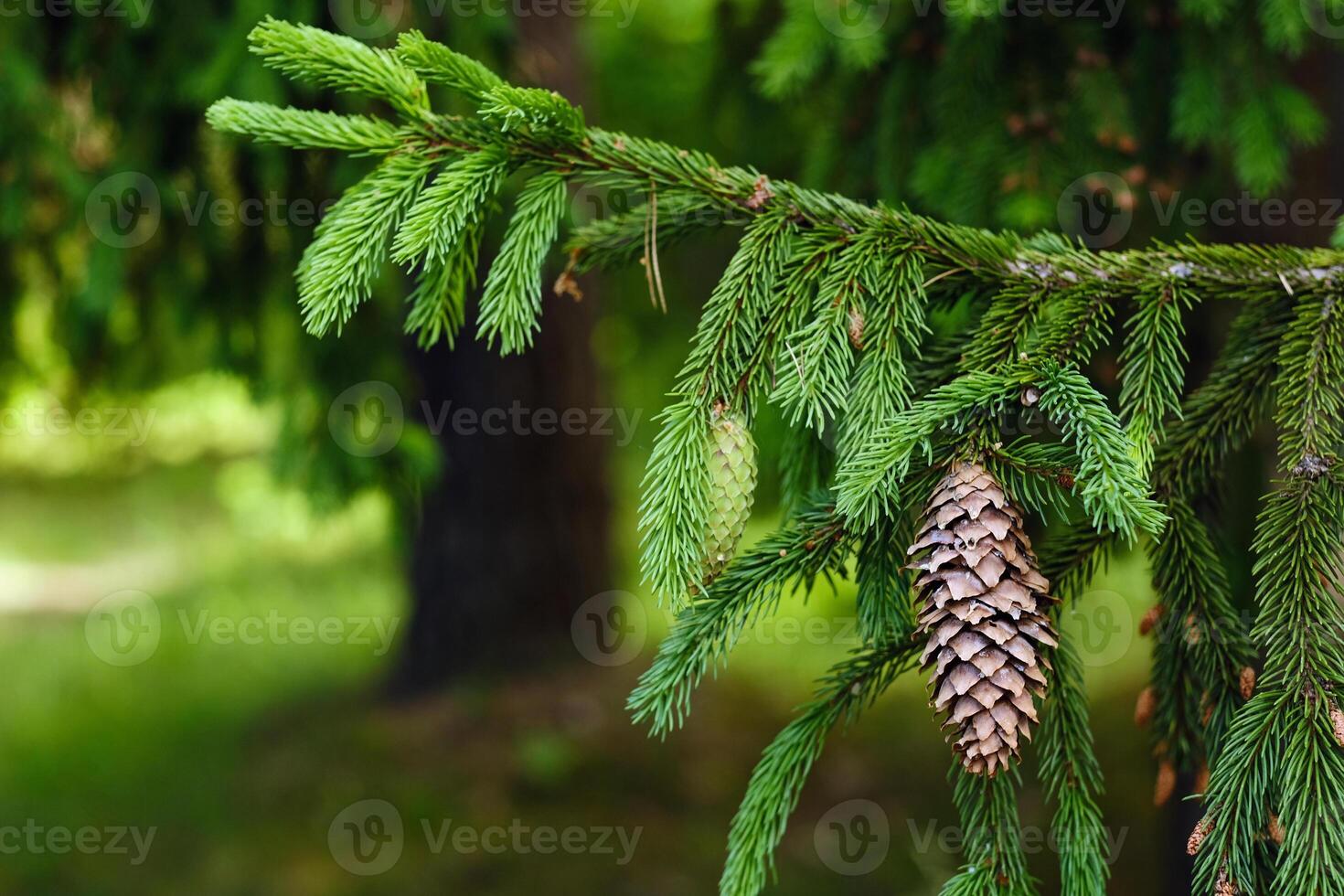 Spruce cone on a branch of a spruce tree in the forest in nature photo