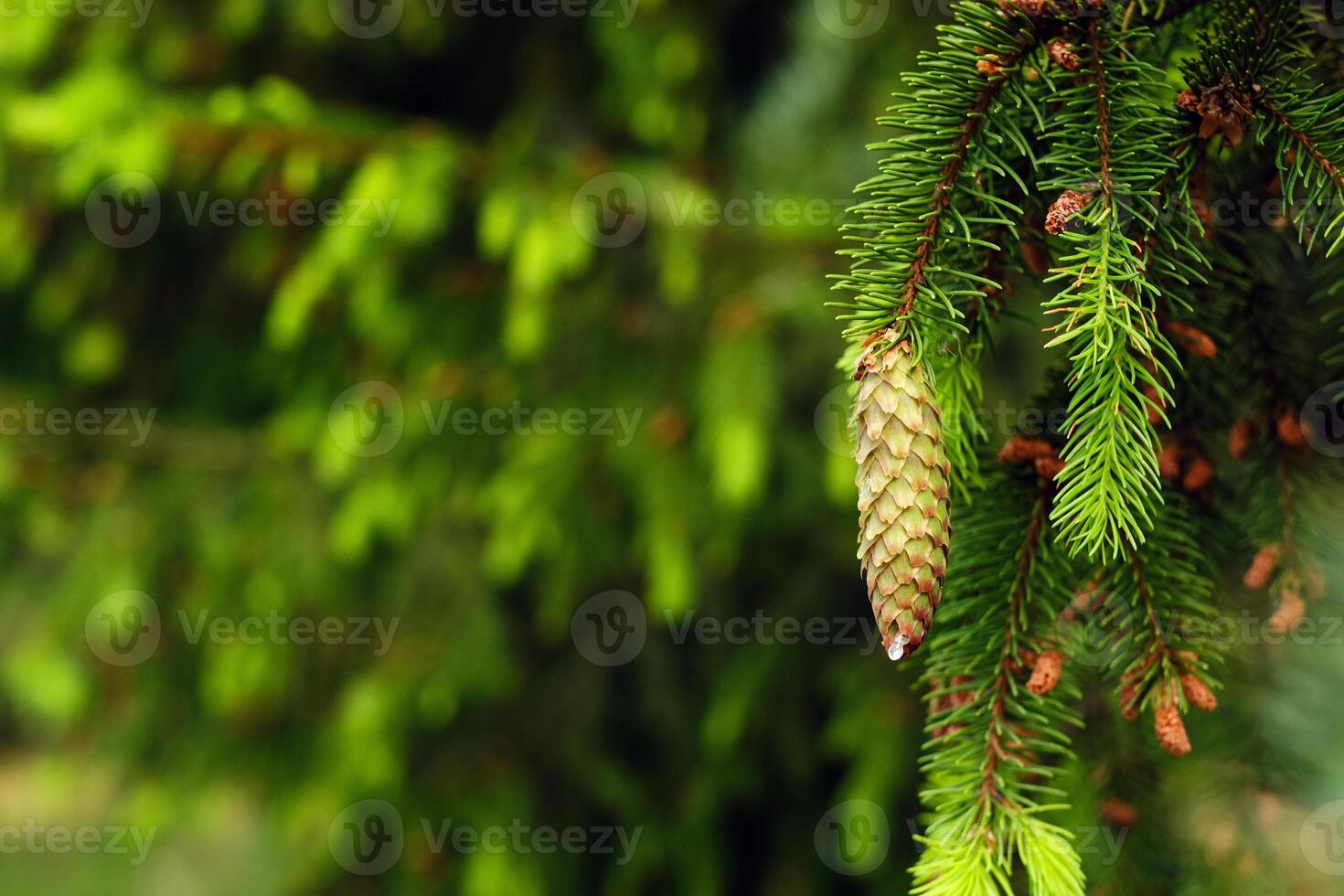 Spruce cone on a branch of a spruce tree in the forest in nature photo
