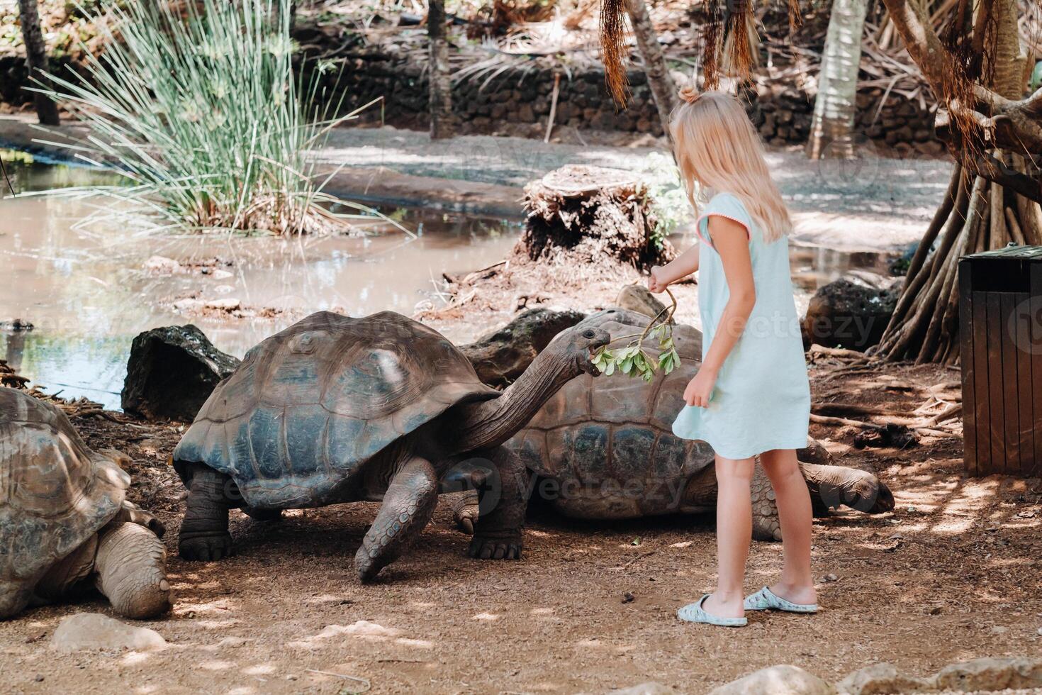Fun family entertainment in Mauritius. A girl feeds a giant tortoise at the Mauritius island zoo photo