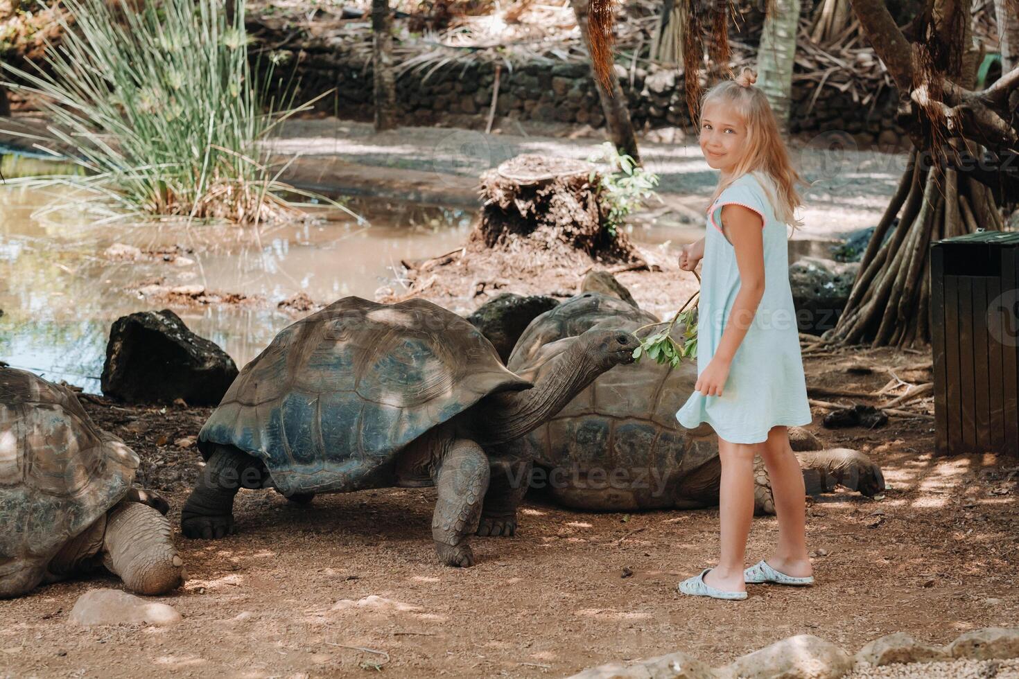 Fun family entertainment in Mauritius. A girl feeds a giant tortoise at the Mauritius island zoo photo