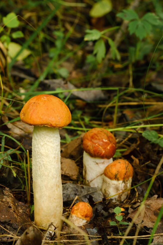 There are a lot of wild aspen mushrooms growing in the forest. Mushrooms in the forest. Mushroom picking photo