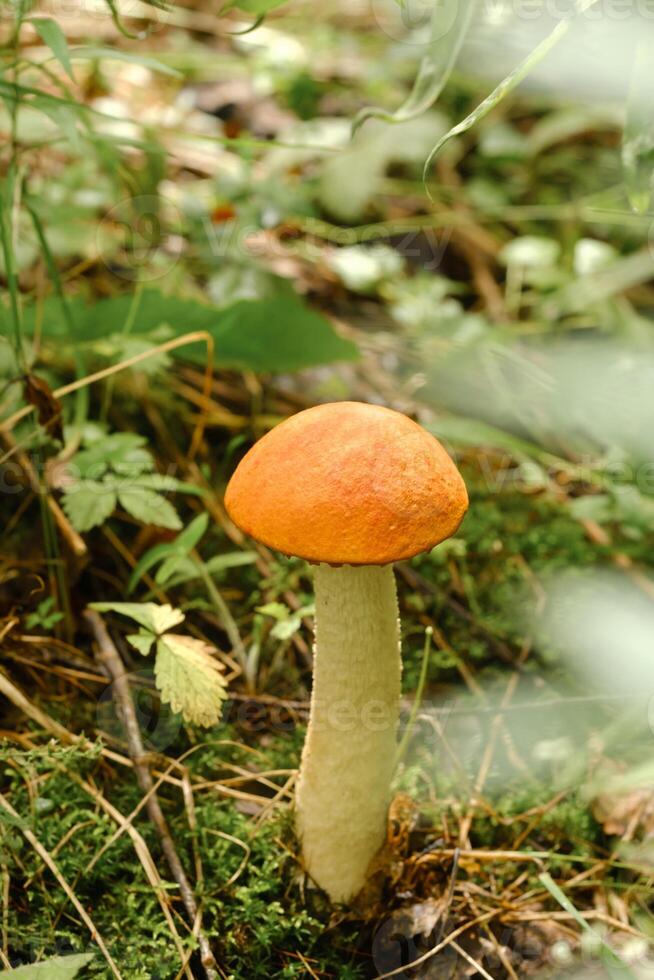 An edible aspen mushroom growing in the forest. Mushrooms in the forest. Mushroom picking photo