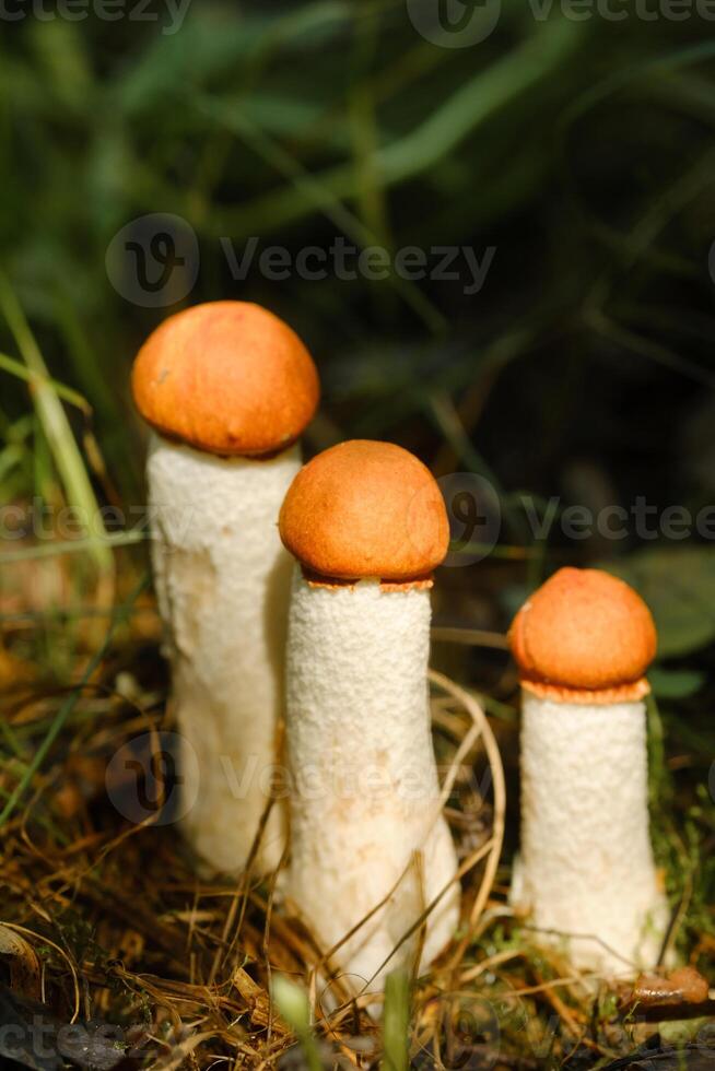 there are a lot of wild mushrooms of aspen and mosses lying in a bucket. Mushrooms in the forest. Mushroom picking photo