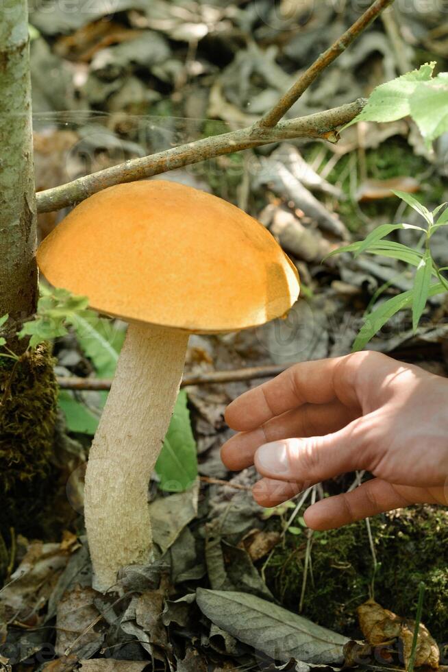 A hand reaches out to pluck a podosinovik mushroom growing in the forest. Mushrooms in the forest. Mushroom picking photo