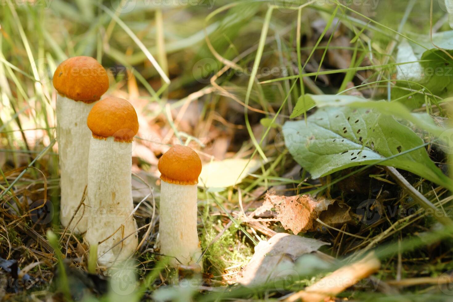 There are a lot of wild aspen mushrooms growing in the forest. Mushrooms in the forest. Mushroom picking photo