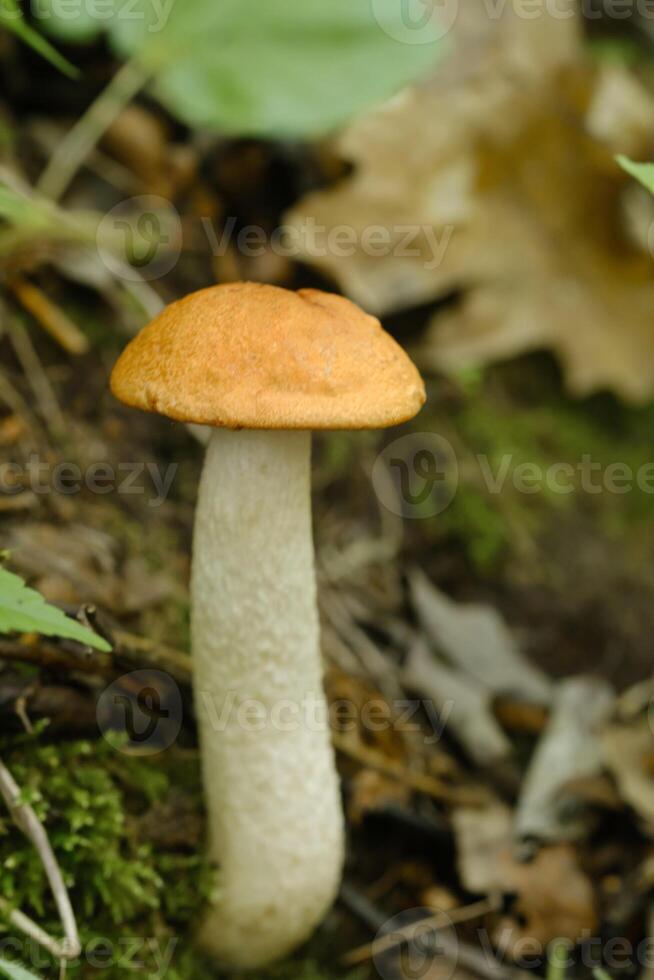 An edible aspen mushroom growing in the forest. Mushrooms in the forest. Mushroom picking photo