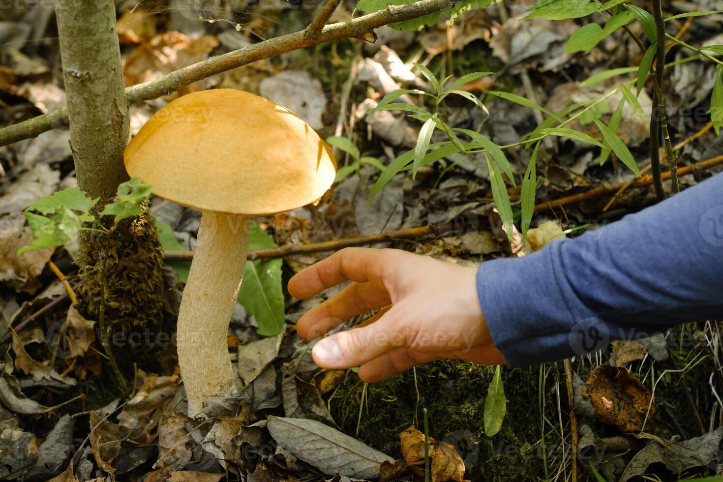 A hand reaches out to pluck a podosinovik mushroom growing in the forest. Mushrooms in the forest. Mushroom picking photo