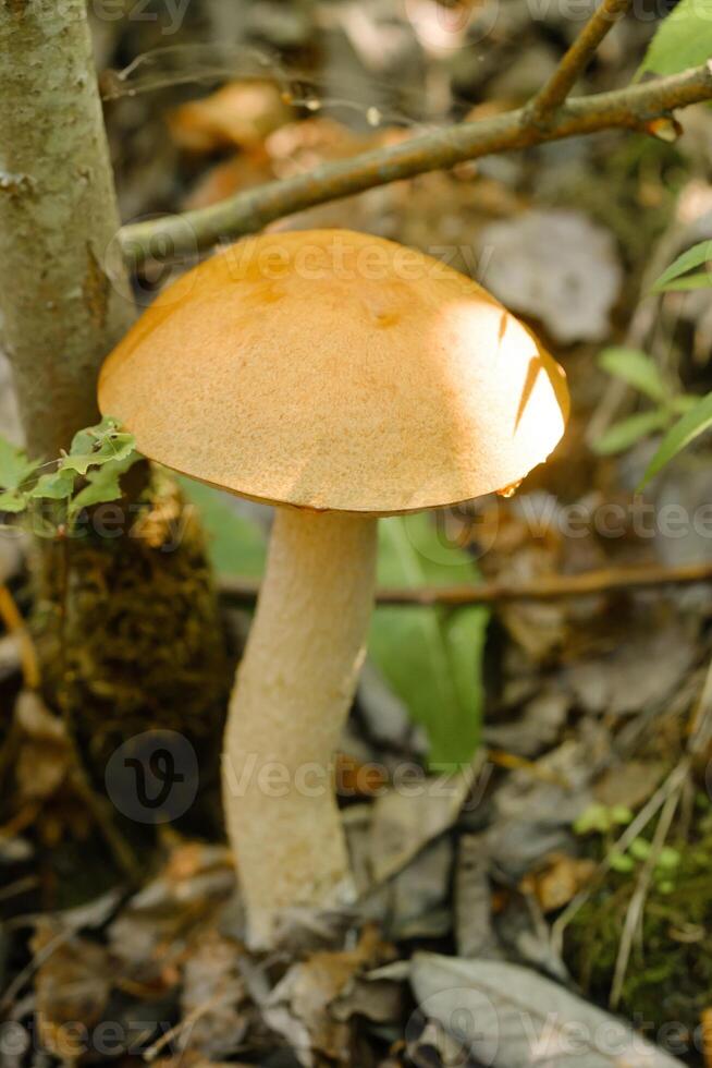 An edible aspen mushroom growing in the forest. Mushrooms in the forest. Mushroom picking photo