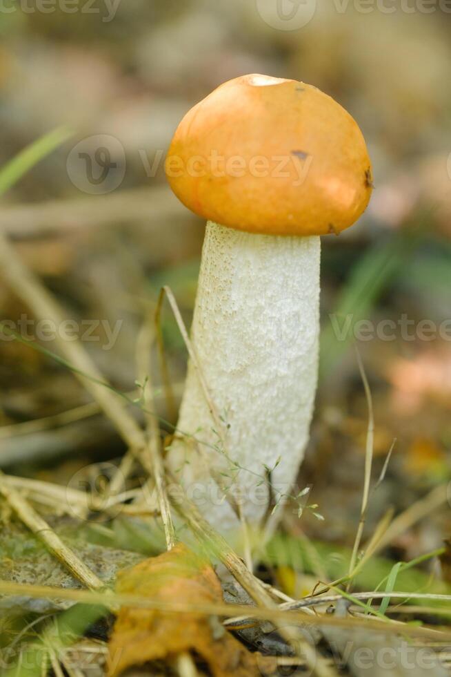 An edible aspen mushroom growing in the forest. Mushrooms in the forest. Mushroom picking photo