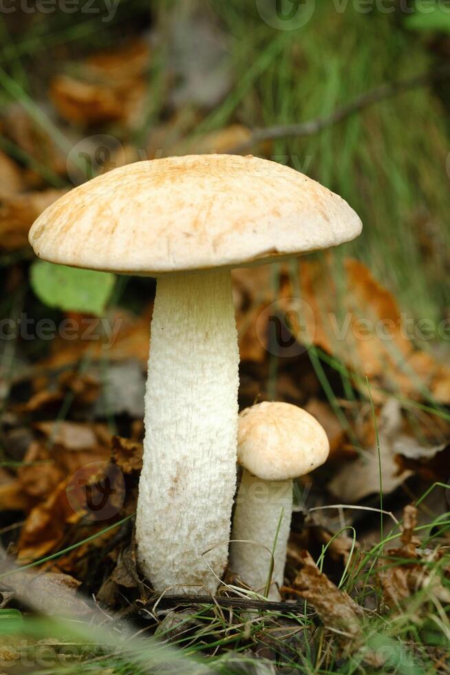Two aspen mushrooms growing in the forest. Mushrooms in the forest. Mushroom picking photo