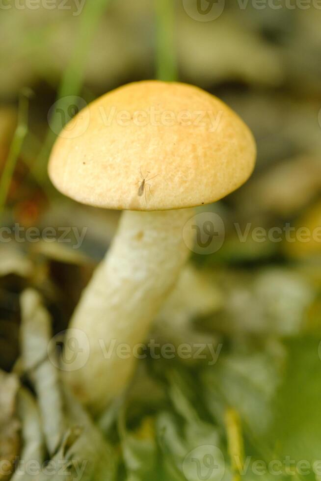 An edible aspen mushroom growing in the forest. Mushrooms in the forest. Mushroom picking photo