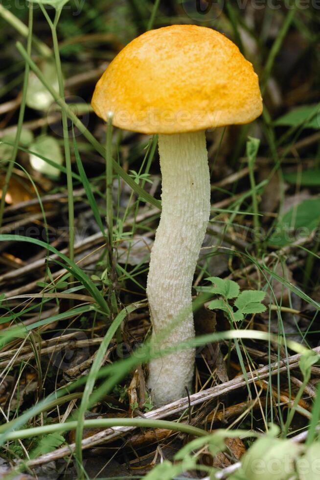 An edible aspen mushroom growing in the forest. Mushrooms in the forest. Mushroom picking photo