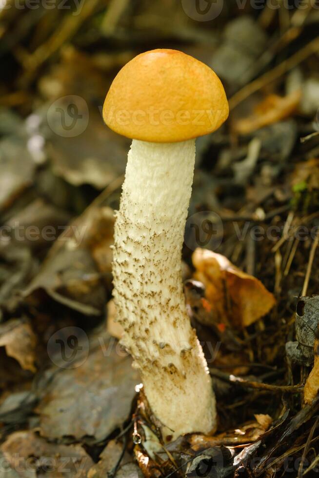 An edible aspen mushroom growing in the forest. Mushrooms in the forest. Mushroom picking photo