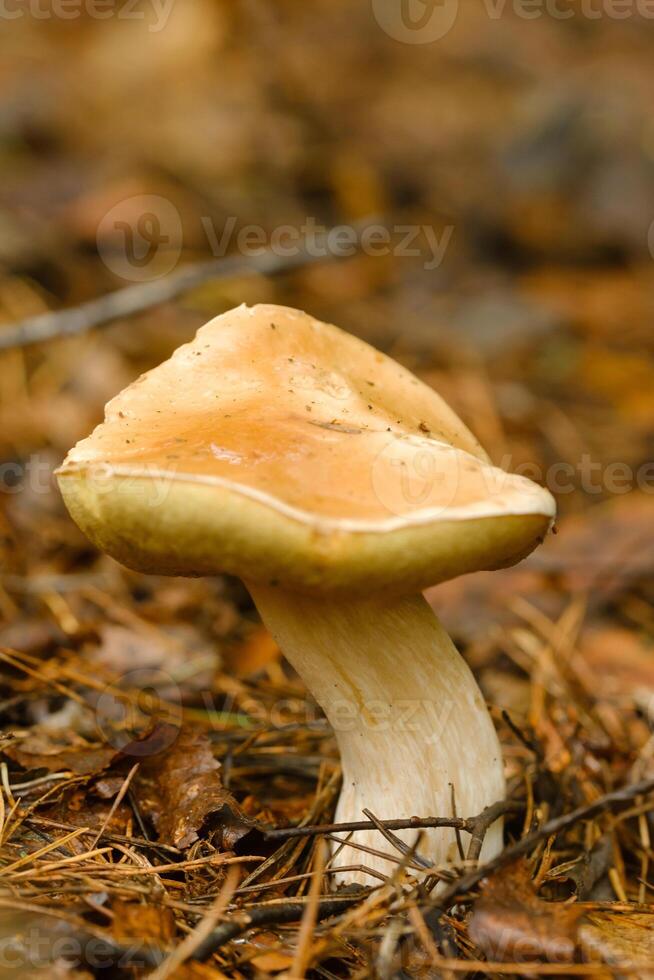A white mushroom growing in the forest. Boletus mushroom in the wild forest photo