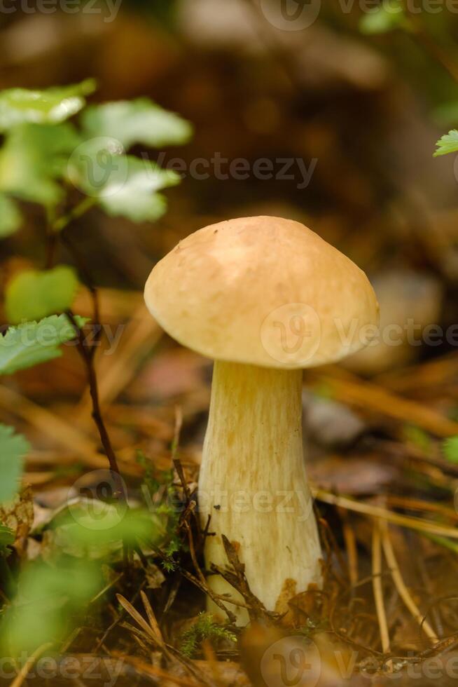 A white mushroom growing in the forest. Boletus mushroom in the wild forest photo