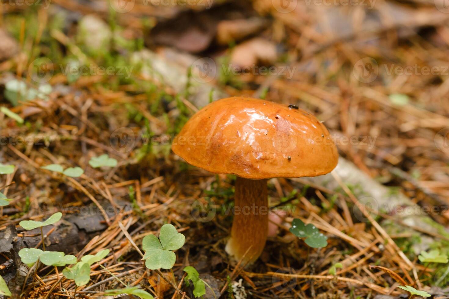 A flywheel mushroom growing in the forest. Mushroom picking. Forest mushrooms photo