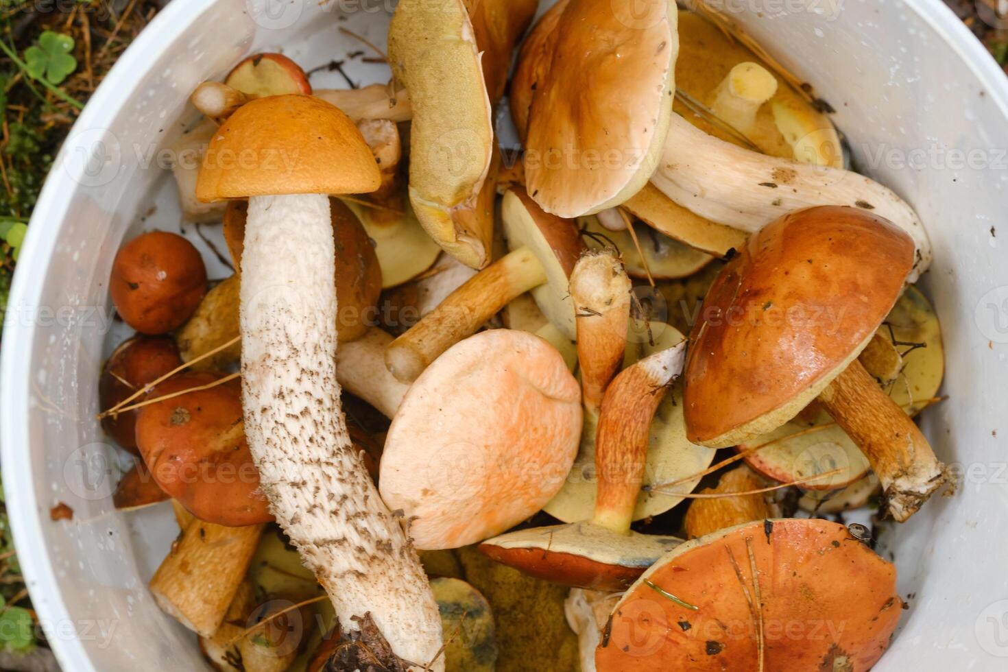 there are a lot of wild mushrooms of aspen and mosses lying in a bucket. Mushrooms in the forest. Mushroom picking photo