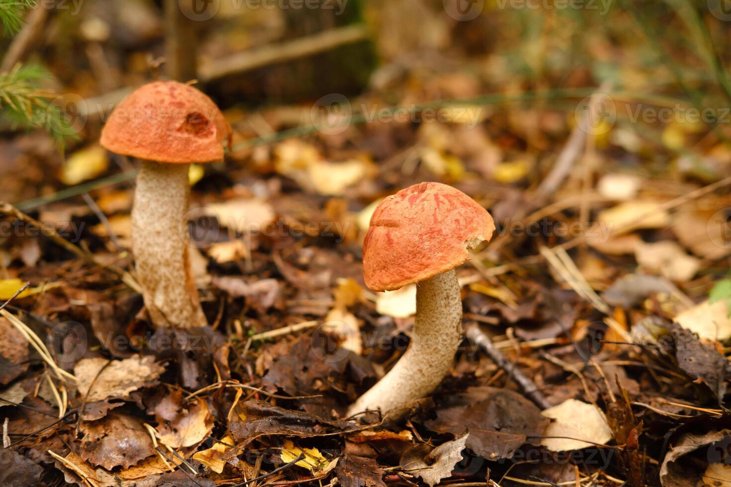 Two red aspen trees grow in the forest. Mushrooms in the forest. Mushroom picking photo