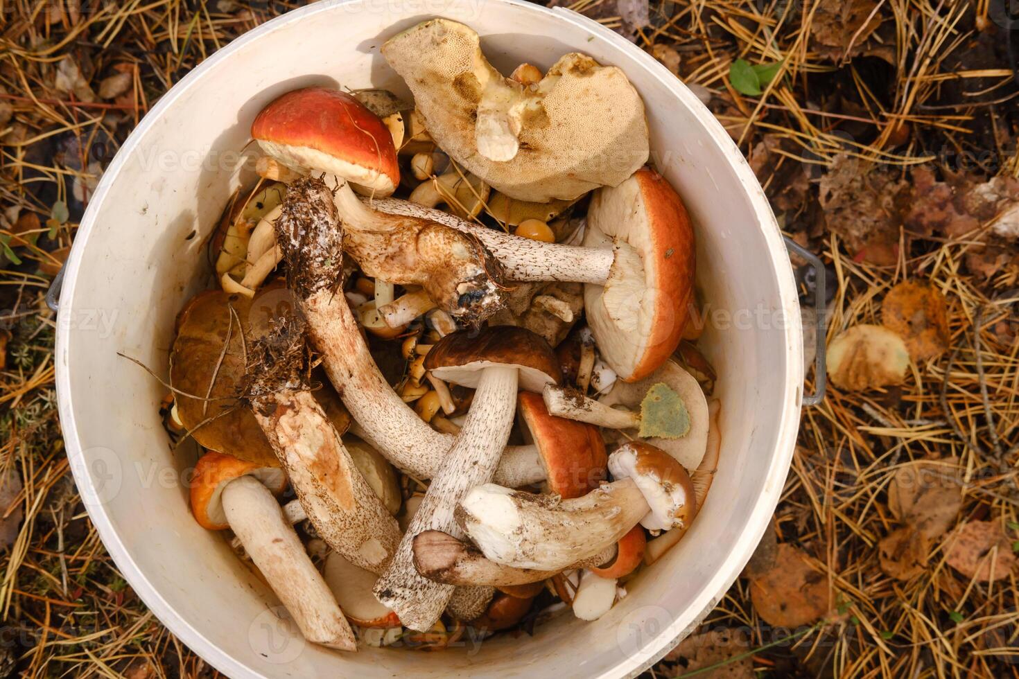 there are a lot of wild mushrooms of aspen and blackberries in the bucket . Mushrooms in the forest. Mushroom picking photo