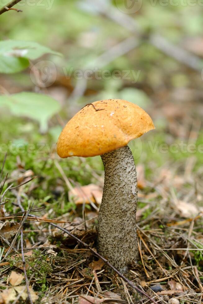 An edible aspen mushroom growing in the forest. Mushrooms in the forest. Mushroom picking photo