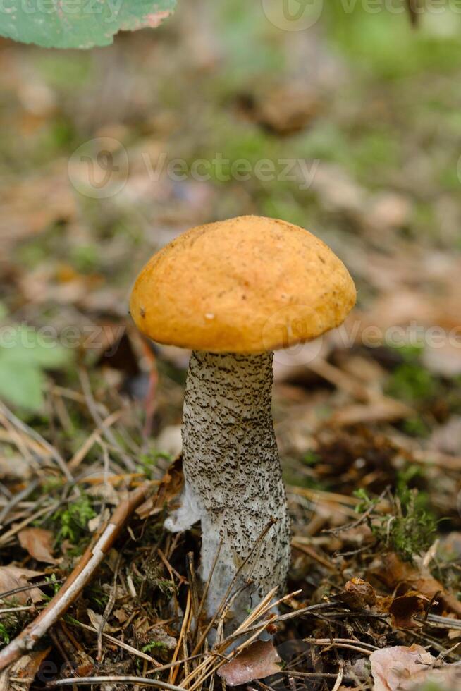 An edible aspen mushroom growing in the forest. Mushrooms in the forest. Mushroom picking photo